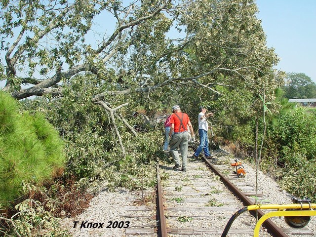 Tree number 5, we will cut a tunnel and go for lunch.........oh no!! there is more