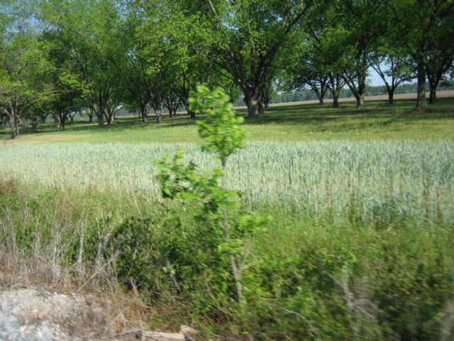 Pecan Groves along the track